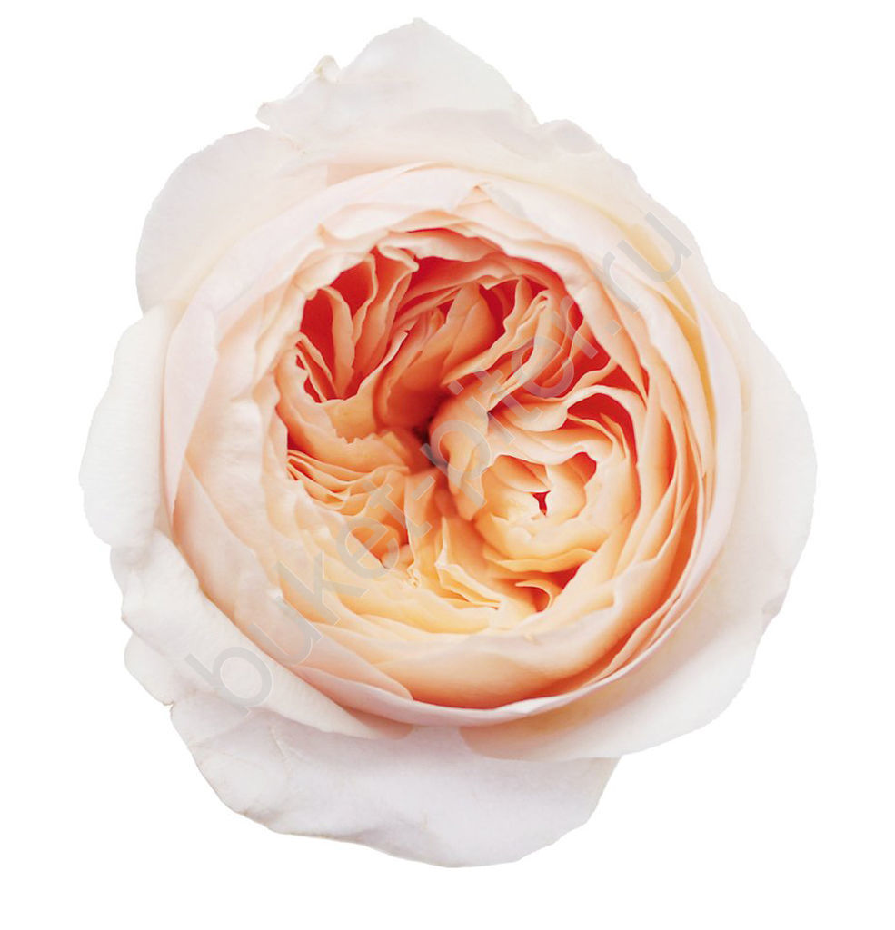 Пионовидная роза кремовая