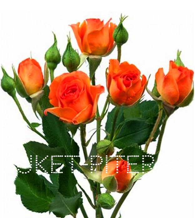 Роза кустовая оранжевая Голландия