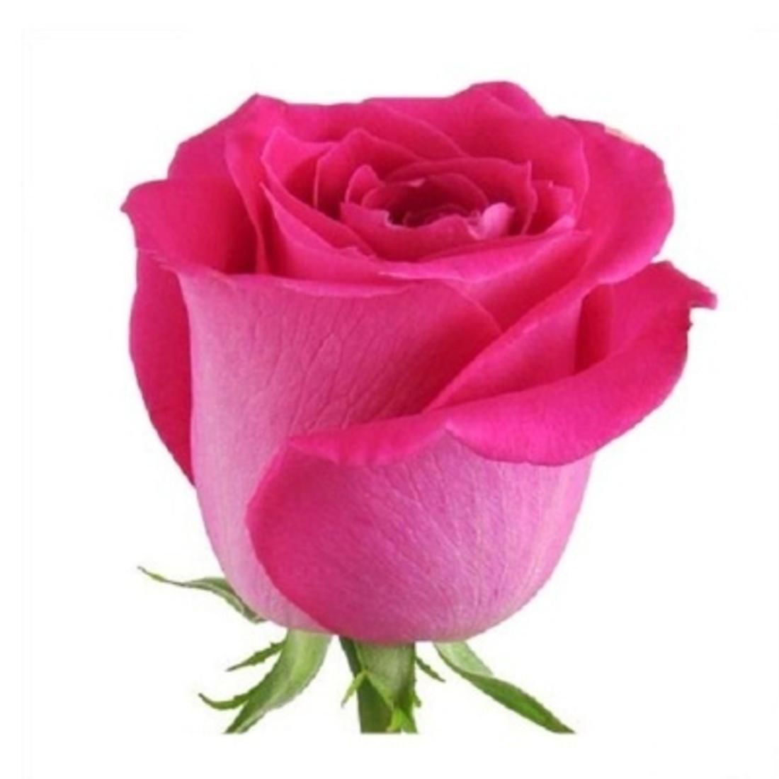 Роза малиновая Эквадор Топаз Topaz