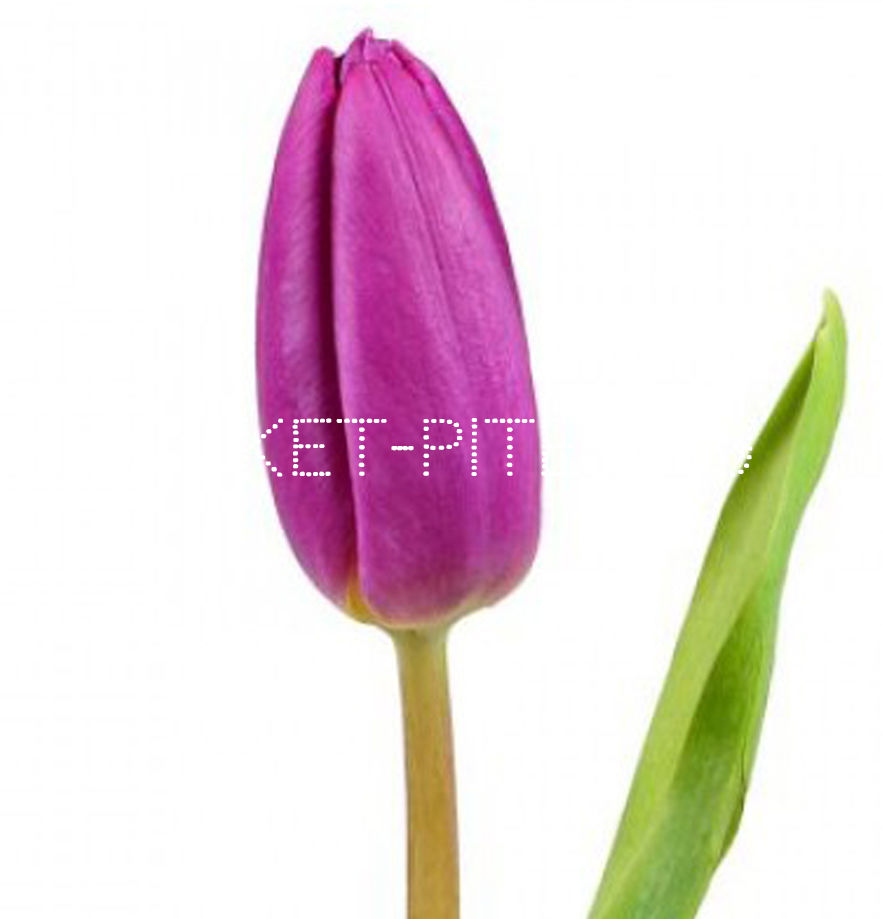 Тюльпан Фиолетовый (Голландия)