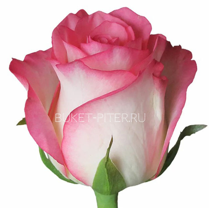 Роза Кения Розовая 35см