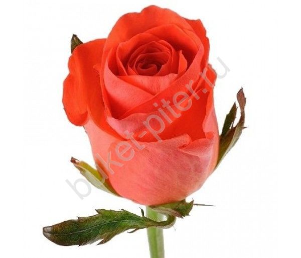 Оранжевая Роза (Россия)