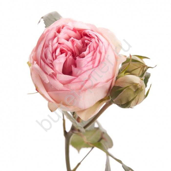 Кустовая Пионовидная роза Bridal Piano