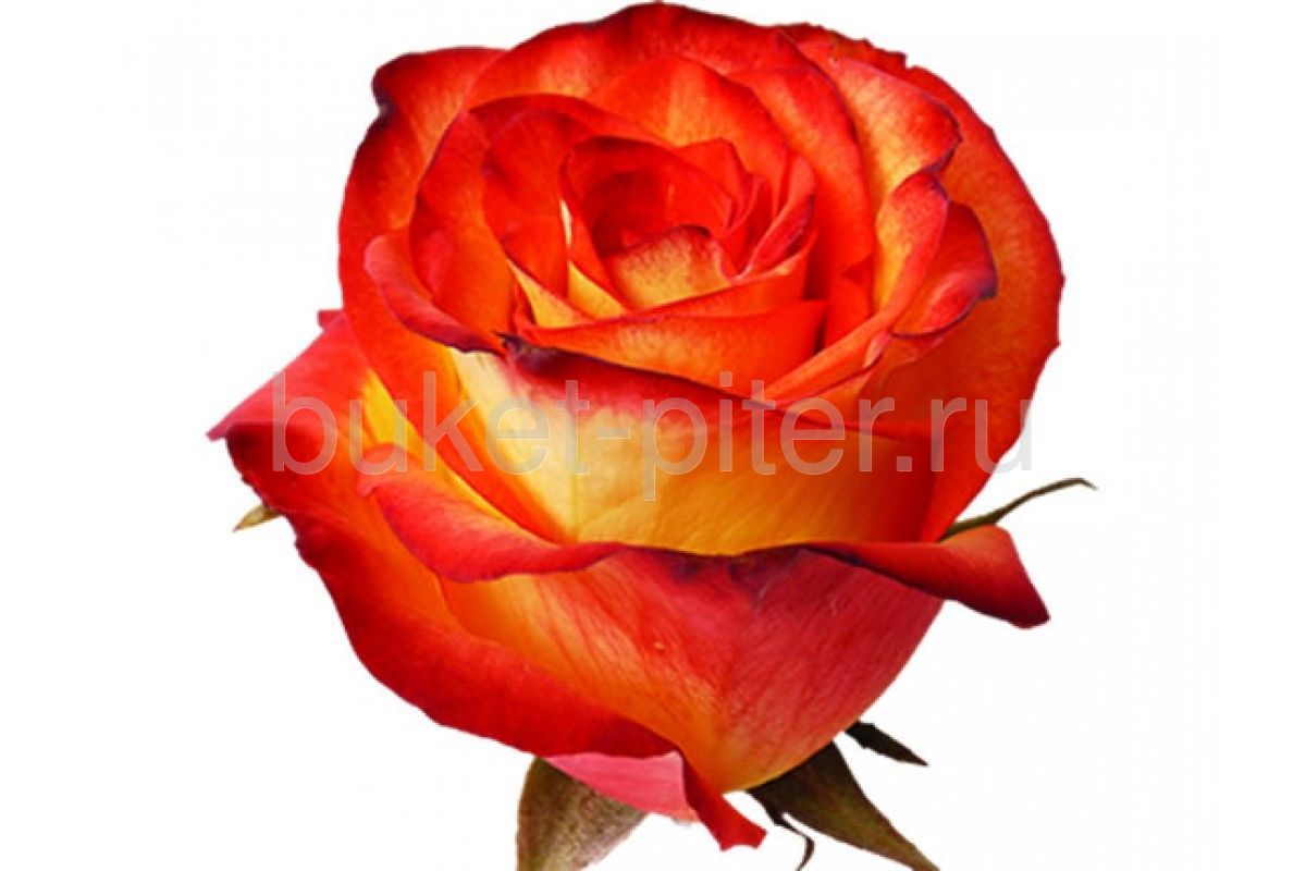 Роза оранжевая Эквадор (Крупный бутон) 50см