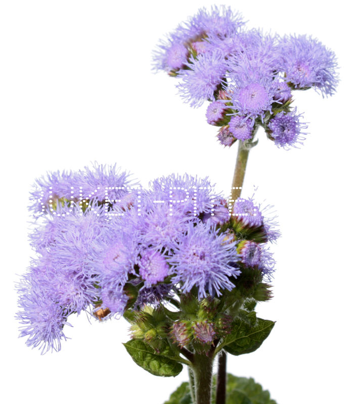 

Агератум Ageratum