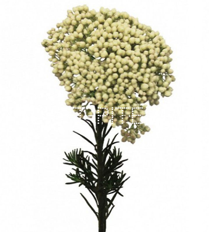 

Озотамнус белый Ozothamnus diosmifolium