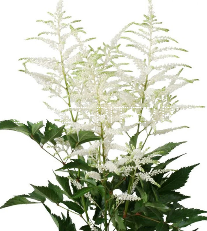 

Астильба белая Astilbe