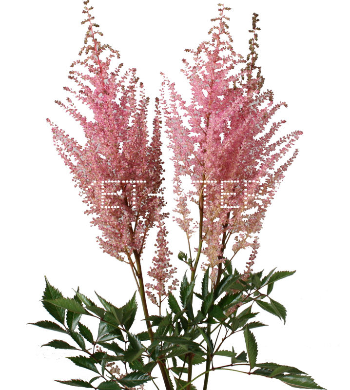 

Астильба розовая Astilbe