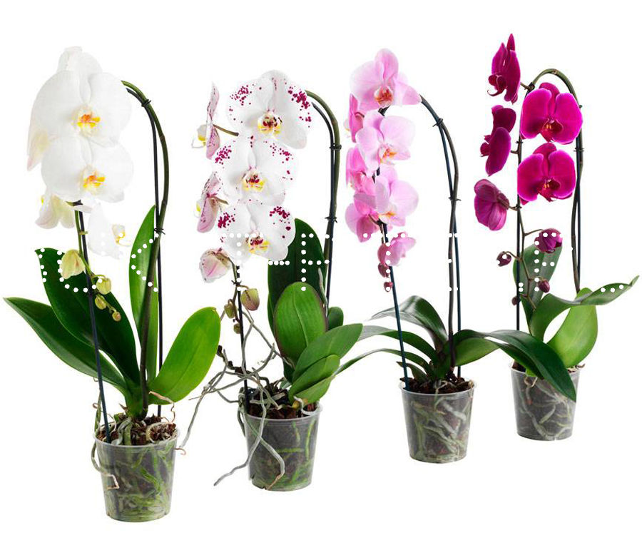 Какие бывают орхидеи комнатные и описание с фото