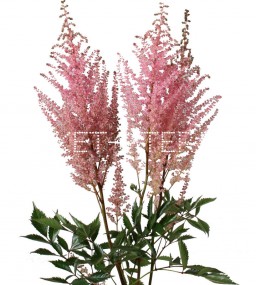 Астильба розовая Astilbe