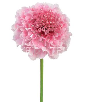 Скабиоза розовая Scabiosa