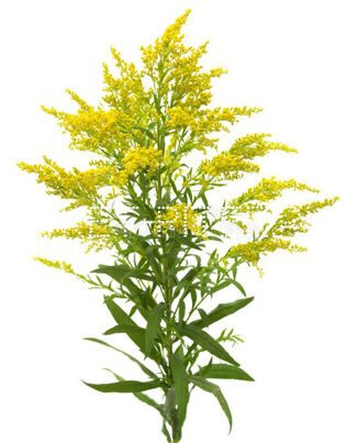 Солидаго Solidago